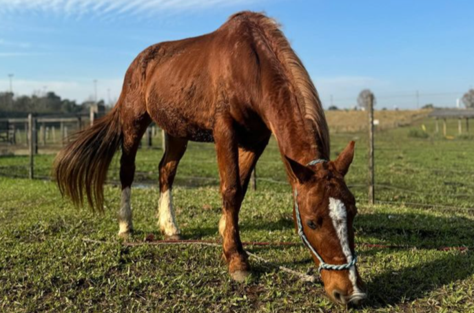 Cavalo Caramelo, símbolo de tragédia no RS, ganha companheira e pode ser pai