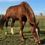 Cavalo Caramelo, símbolo de tragédia no RS, ganha companheira e pode ser pai