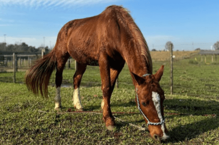 Cavalo Caramelo no Hospital Veterinário da Ulbra