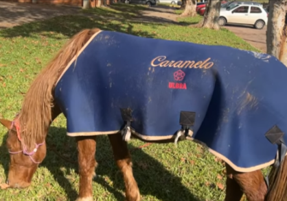 Cavalo Caramelo no Hospital Veterinário da Ulbra