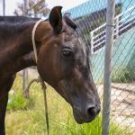 Projeto que aumenta multa por maus-tratos a animais de grande porte avança na Câmara