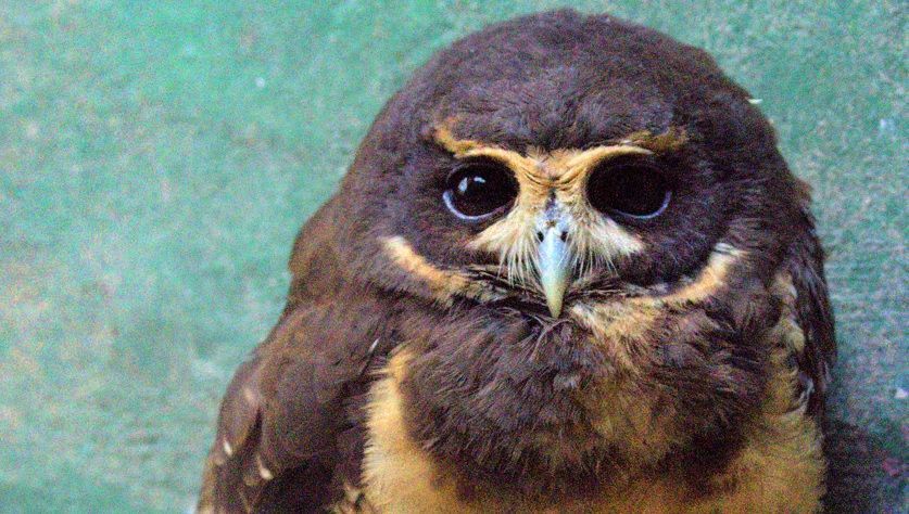 Centro de Biodiversidade da Usipa registra recorde no número de animais recebidos em outubro