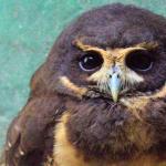 Centro de Biodiversidade da Usipa registra recorde no número de animais recebidos em outubro