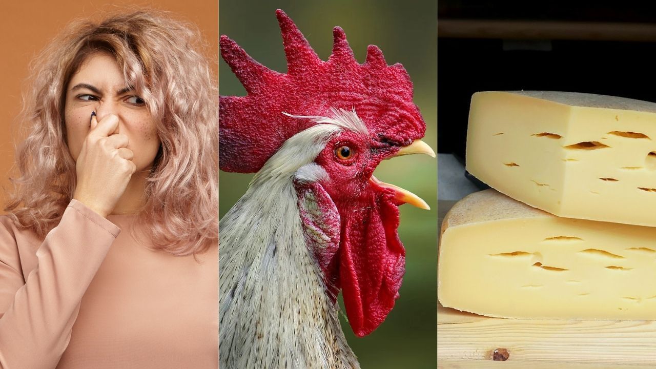Gambá, Cheirinho, Galo Cego e Gordinho do Queijo: conheça foragidos com apelidos curiosos