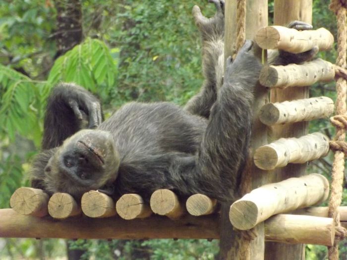 Serafim brinca no Zoológico de Belo Horizonte 