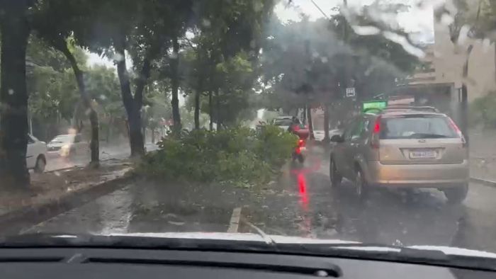 Queda de árvore na Avenida Silva Lobo, Região Oeste de BH.