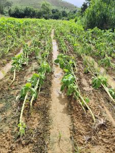 Chuva extrema destrói plantações na Zona da Mata