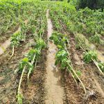 Chuvas na Zona da Mata: Emater-MG contabiliza 402 produtores rurais com prejuízos