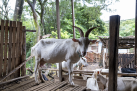 No Profissão Gastronomia, Clara Senra visita o Aprisco Chèvrèmon