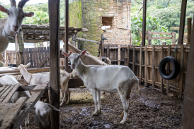No Profissão Gastronomia, Clara Senra visita o Aprisco Chèvrèmon