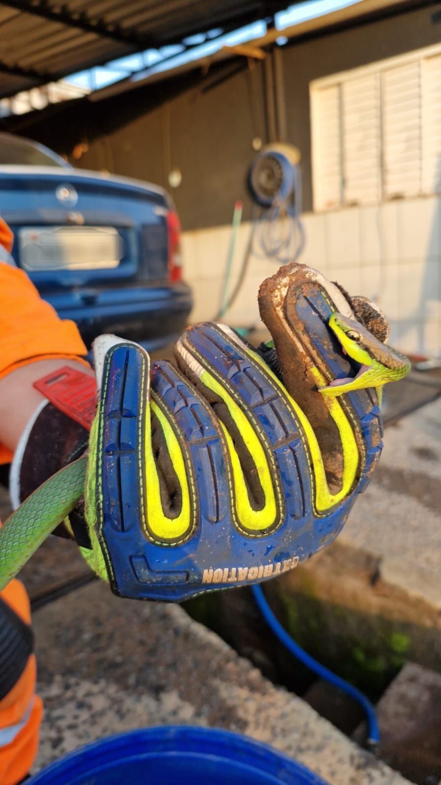 Funcionário de lava jato encontra cobra debaixo de carro em Alfenas