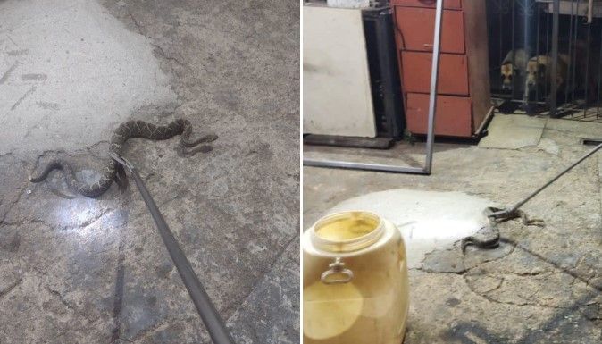 Cascavel estava perto de canil, em casa de Araxá 