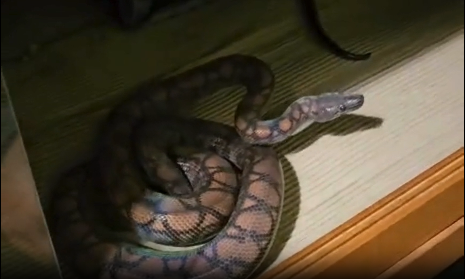 58 animais são apreendidos em ‘zoológico ilegal’ mantido por biólogo no MT