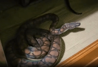 58 animais são apreendidos em ‘zoológico ilegal’ mantido por biólogo no MT