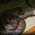 58 animais são apreendidos em ‘zoológico ilegal’ mantido por biólogo no MT