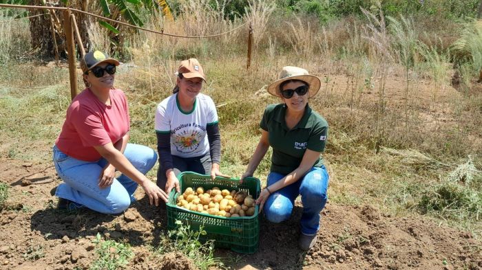 Produtoras de Capelinha ficaram satisfeitas com a qualidade das batatas colhidas em Capelinha