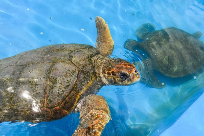 Com apoio da ArcelorMittal, o Projeto Tamar realiza pesquisas e monitoramento marinho das tartarugas verdes (Chelonia mydas) no Espírito Santo Com apoio da ArcelorMittal, o Projeto Tamar realiza pesquisas e monitoramento marinho das tartarugas verdes (Chelonia mydas) no Espírito Santo