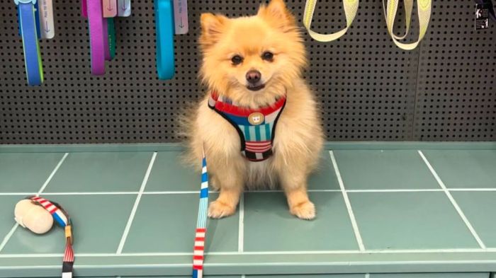 Como proteger seu pet do barulho e reduzir o estresse em casa Como proteger seu pet do barulho e reduzir o estresse em casa