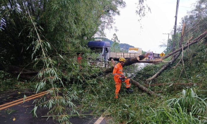 Corte de árvores na BR-267 no Bairro Retiro em Juiz de Fora