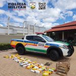 Mais de 160 pássaros foram apreendidos dentro de um carro em Varginha