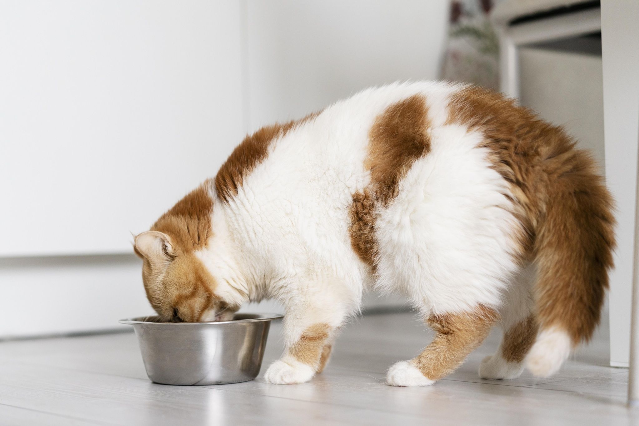 Nestlé premia tutores que batizam pets com nome de produtos da marca