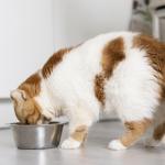 Nestlé premia tutores que batizam pets com nome de produtos da marca