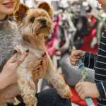 Local para acolher pets de mulheres violentadas é inaugurado em Curitiba