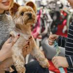 Local para acolher pets de mulheres violentadas é inaugurado em Curitiba