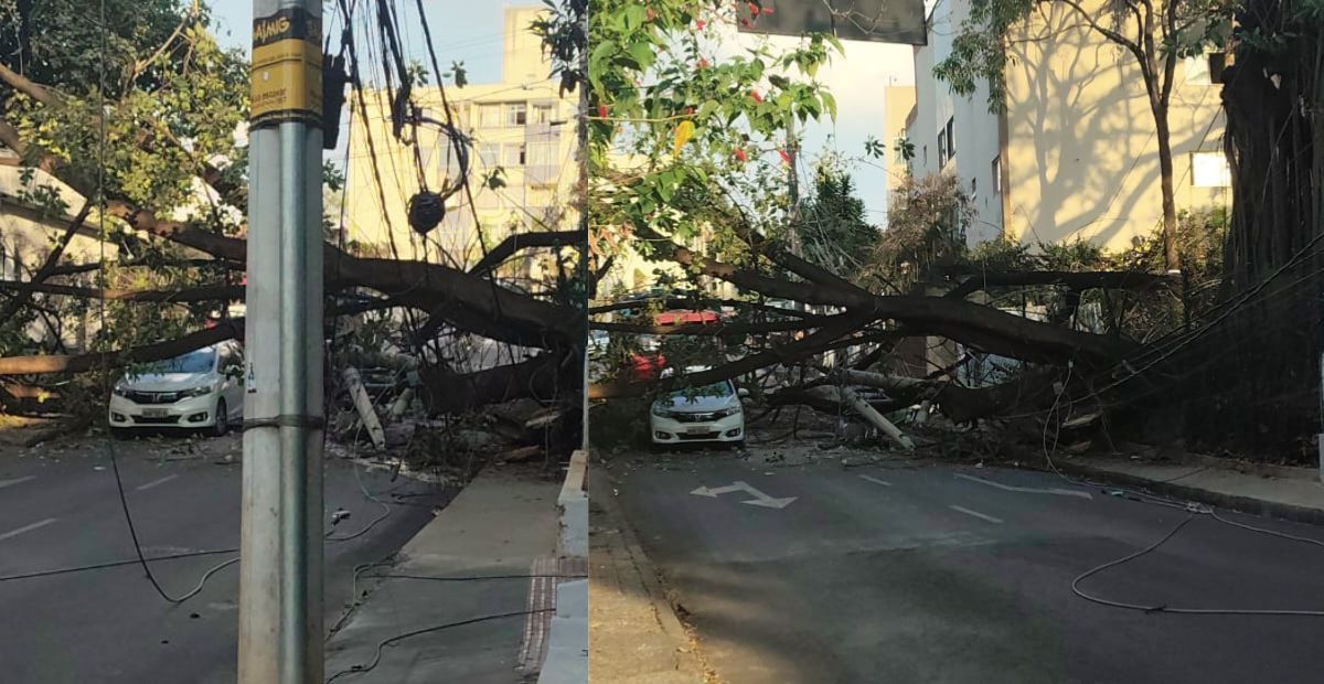 Árvore cai em cima de carro no bairro Ouro Preto, na região da Pampulha