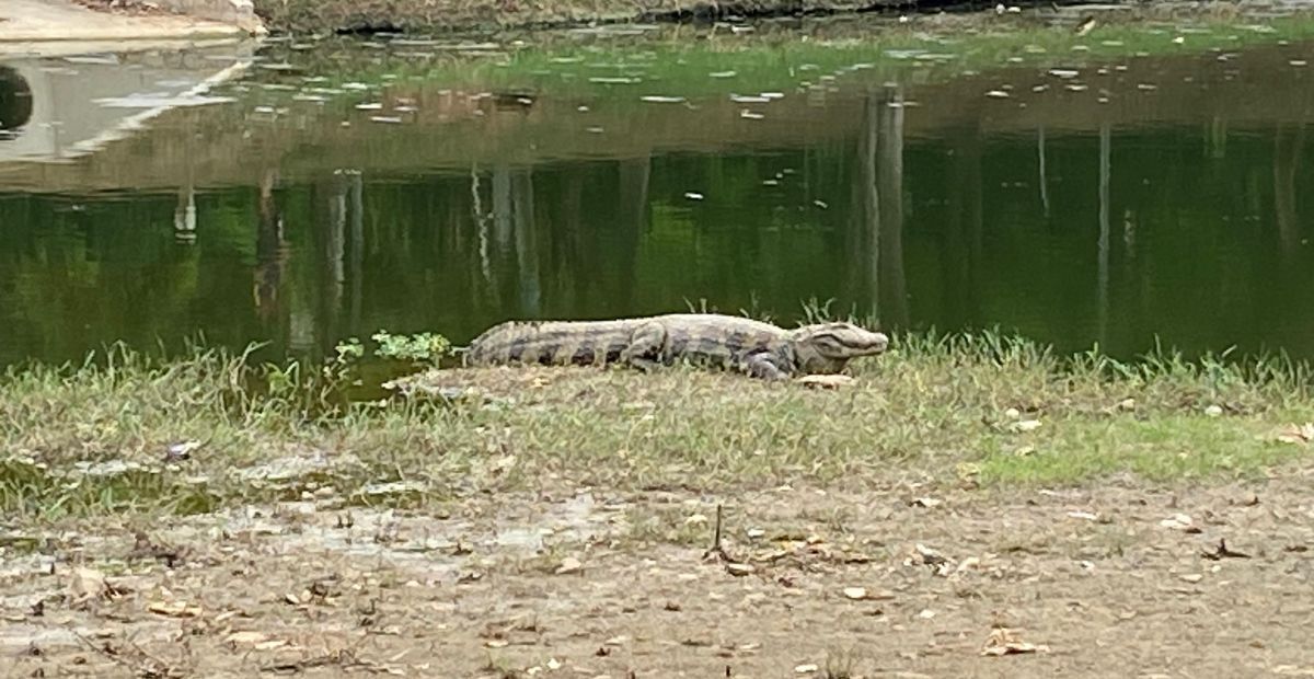 Jacaré é flagrado 'sossegado' na Lagoa da Pampulha, em Belo Horizonte