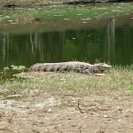 Jacaré é flagrado 'sossegado' na Lagoa da Pampulha, em Belo Horizonte