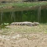 Jacaré é flagrado 'sossegado' na Lagoa da Pampulha, em Belo Horizonte