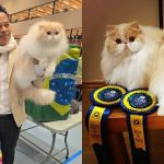 'De Crucilândia (MG) para o mundo': Gato persa ganha prêmio na Noruega