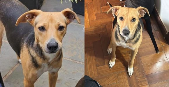 Cachorrinha desaparecida na região Nordeste de BH