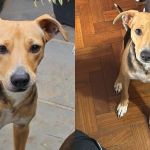 Tutor pede ajuda para encontrar cachorrinha desaparecida no Bairro da Graça, em BH