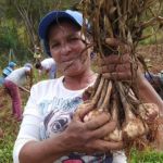 Alho livre de vírus e agricultura familiar garantem colheita recorde a comunidade quilombola de MG