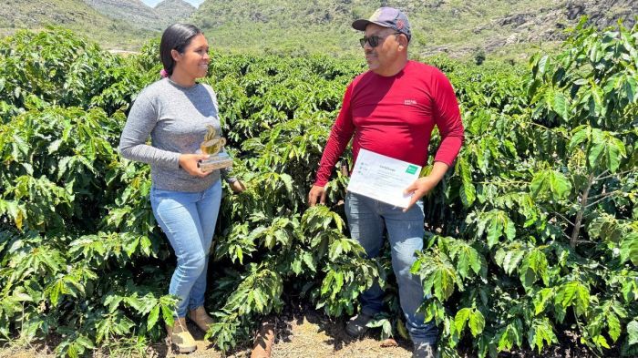Produtores resgatam cultivo histórico e café volta a florescer em Gouveia