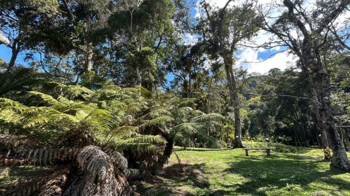 Trilha na Mata Atlântica pela Fazenda Santa Helena, em Maria da Fé Trilha na Mata Atlântica pela Fazenda Santa Helena, em Maria da Fé