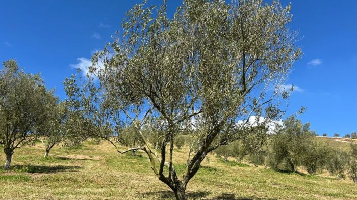 Oliveira da Fazenda Santa Helena, em Maria da Fé 