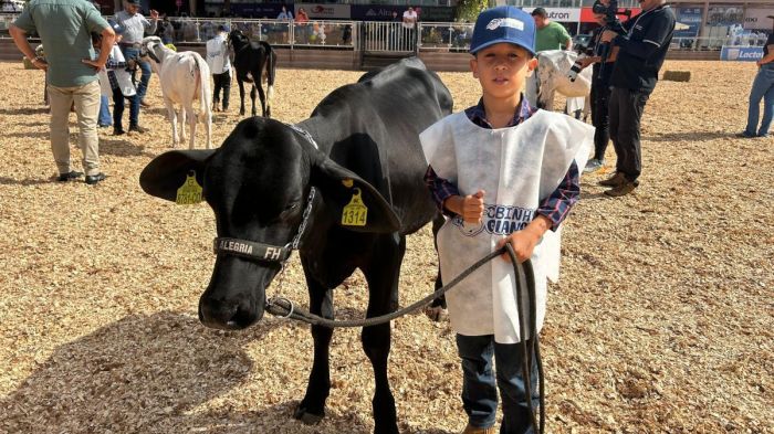 Criança com bezerro na Megaleite 