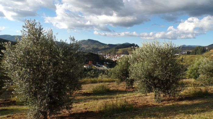 Oliveiras em Maria da Fé, no Sul de Minas 
