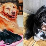 Golden Retriever grávida de Shih Tzu: entenda história que viralizou na internet