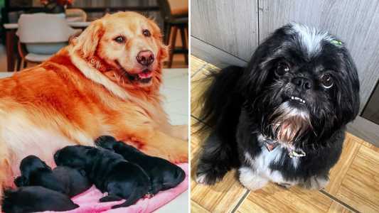 Golden Retriever fica grávida de Shih Tzu em SC; entenda história | CNN Brasil