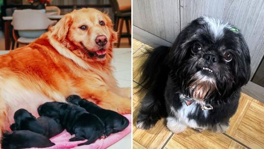 Golden Retriever fica grávida de Shih Tzu em SC; entenda história | CNN Brasil