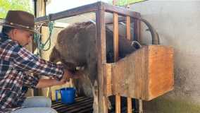 Proprietário Fernando tirando leite da cabra