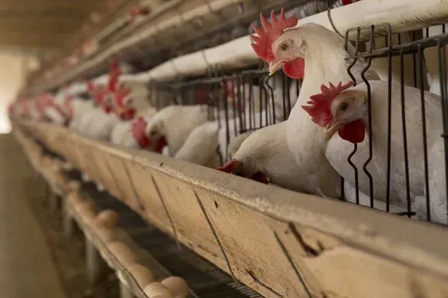 Cada brasileiro consome, em média, 46 quilos de carne de frango, por ano