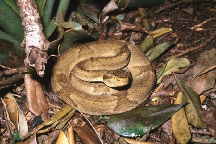 Jararaca da Queimada Grande 