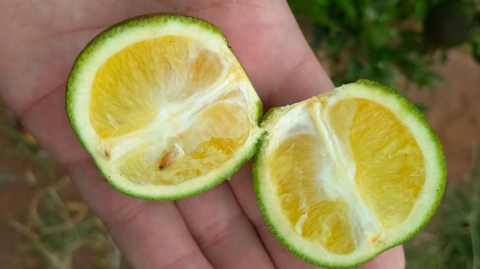 Os sintomas do greening podem ser vistos durante o ano todo, com maior frequência entre o final do verão e o início da primavera.