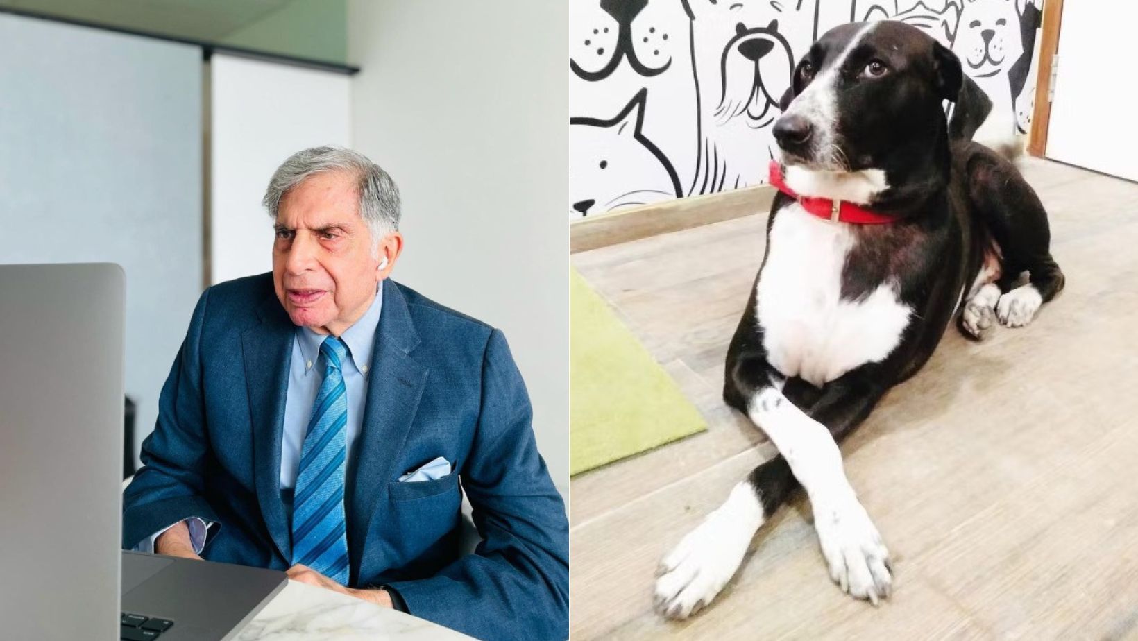 Dono da Land Rover e Jaguar deserda irmãs e deixa herança milionária para cachorro; confira