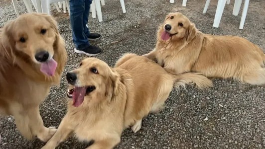 Dois cachorros da raça golden retriever deitados no chão